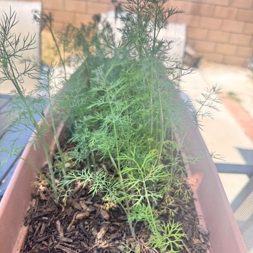 dill jun 6 tray.jpg